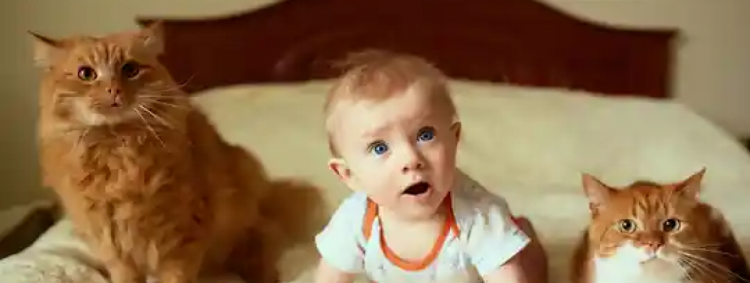 Bebekli Evde Kedi Olur Mu? Avantajları ve Dezavantajları